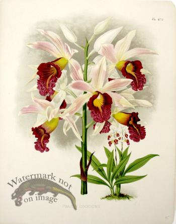 Linden Orchids 23